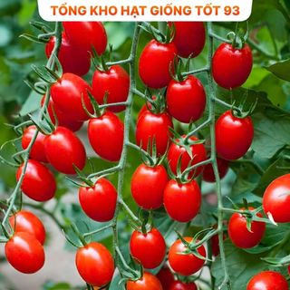 Hạt giống Cà chua Bi Đỏ F1 hàng công ty Loại 1