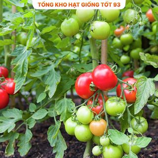 Hạt giống Cà chua F1  cao sản T11 quả tròn 0,1gram hàng công ty Loại 1