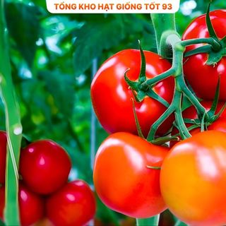 Hạt giống cà chua siêu trái, năng Suất cao hàng công ty Loại 1