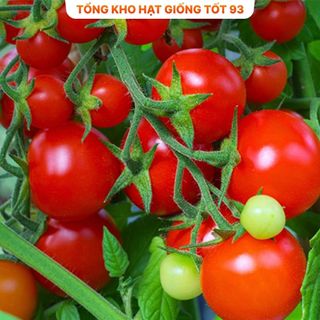 Hạt giống cà chua siêu trái, năng Suất cao hàng công ty Loại 1