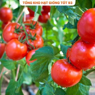 Hạt giống cà chua siêu trái, năng Suất cao hàng công ty Loại 1