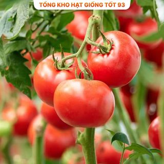 Hạt giống cà chua siêu trái, năng Suất cao hàng công ty Loại 1