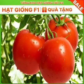 Hạt giống Cà chua F1 quả trứng 0,1gram hàng công ty