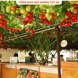 Hạt giống cà chua leo giàn hàng công ty Loại 1