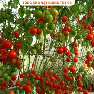 Hạt giống cà chua leo giàn hàng công ty Loại 1