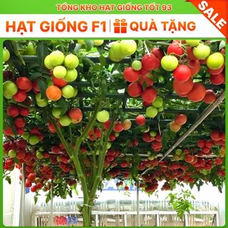 Hạt giống cà chua leo giàn hàng công ty Loại 1