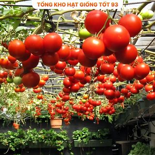 Hạt giống cà chua leo giàn hàng công ty Loại 1