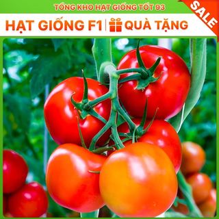 Hạt giống cà chua siêu trái, năng Suất cao hàng công ty Loại 1