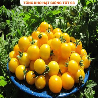 Hạt giống cà chua vàng chịu nhiệt - hàng công ty Loại 1