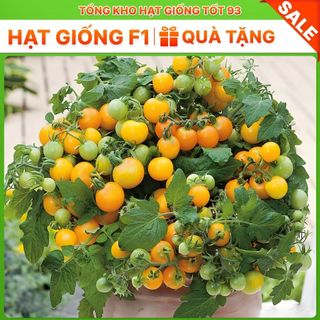 Hạt giống cà chua vàng chịu nhiệt - hàng công ty Loại 1