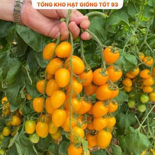 Hạt giống cà chua vàng chịu nhiệt - hàng công ty Loại 1