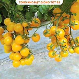 Hạt giống cà chua vàng chịu nhiệt - hàng công ty Loại 1