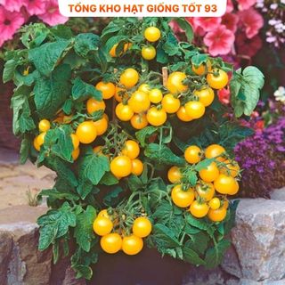Hạt giống cà chua vàng chịu nhiệt - hàng công ty Loại 1