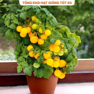 Hạt giống cà chua vàng chịu nhiệt - hàng công ty Loại 1