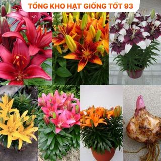 Củ ly  thơm chuẩn Hà Lan hàng nhập Khẩu Công Ty Loại 1