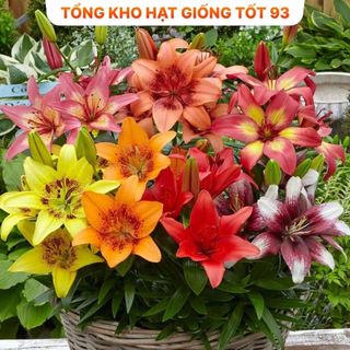 Củ ly  thơm chuẩn Hà Lan hàng nhập Khẩu Công Ty Loại 1