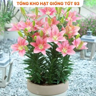 Combo 5 củ ly cao đa sắc Hà Lan siêu hoa mix đủ màu hàng nhập khẩu Loại 1
