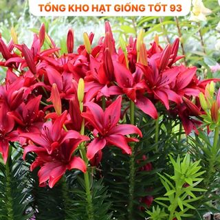 Củ ly  thơm chuẩn Hà Lan hàng nhập Khẩu Công Ty Loại 1
