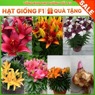 Combo 5 củ ly cao đa sắc Hà Lan siêu hoa mix đủ màu hàng nhập khẩu Loại 1