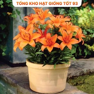 Củ ly  thơm chuẩn Hà Lan hàng nhập Khẩu Công Ty Loại 1