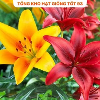 Combo 5 củ ly cao đa sắc Hà Lan siêu hoa mix đủ màu hàng nhập khẩu Loại 1
