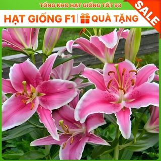 Củ ly  thơm chuẩn Hà Lan hàng nhập Khẩu Công Ty Loại 1