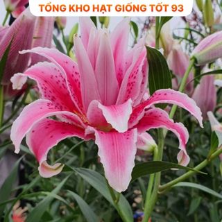 Củ ly trồng tết , ly kép, 8 - 12 bông ra hoa 100%, hàng công ty Nhập khẩu Loại 1