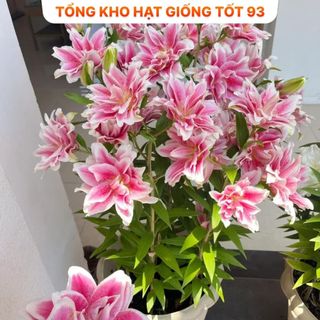 Củ ly trồng tết , ly kép, 8 - 12 bông ra hoa 100%, hàng công ty Nhập khẩu Loại 1