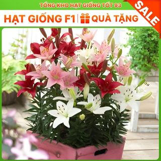 Củ Ly Nhập Khẩu  Hà Lan, Dễ Trông, Rất Đẹp, Thơm Lâu Hàng công ty Loại 1