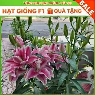 Củ ly trồng tết , ly kép, 8 - 12 bông ra hoa 100%, hàng công ty Nhập khẩu Loại 1