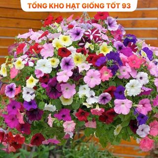 Hạt giống hoa dạ yến thảo bông to (gói khoảng 400 hạt) năng suất cao hàng công y Loại 1
