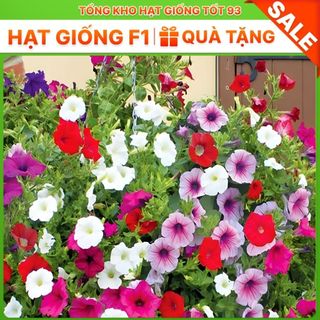 Hạt giống hoa Dạ Yến Thảo mix nhiều màu (gói 500 hạt)  chất lượng cao (loại 1)