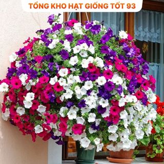 Hạt giống hoa dạ yến thảo bông to (gói khoảng 400 hạt) năng suất cao hàng công y Loại 1