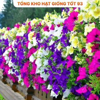 Hạt giống hoa dạ yến thảo bông to (gói khoảng 400 hạt) năng suất cao hàng công y Loại 1