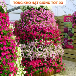 Hạt giống hoa dạ yến thảo bông to (gói khoảng 400 hạt) năng suất cao hàng công y Loại 1