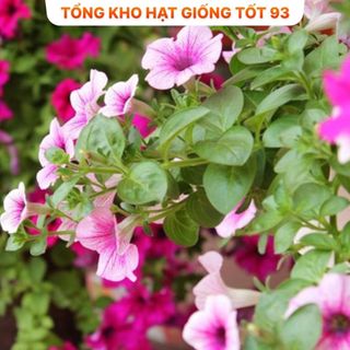 Hạt giống hoa dạ yến thảo bông to (gói khoảng 400 hạt) năng suất cao hàng công y Loại 1