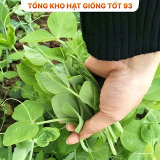 Hạt giống đậu hà lan siêu ngọn (ăn ngọn) gói to cho nhà vườn 500gr Hàng công ty Loại 1