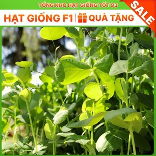 Hạt giống Đậu hà lan siêu ngọn - hàng công ty Loại 1