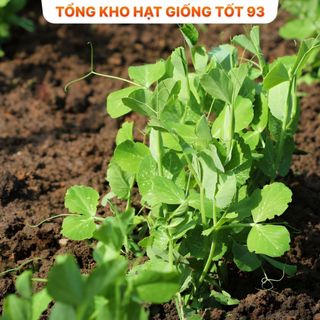 Hạt giống đậu hà lan siêu ngọn (ăn ngọn) gói to cho nhà vườn 500gr Hàng công ty Loại 1