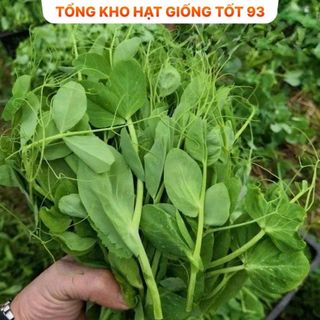 Hạt giống đậu hà lan siêu ngọn (ăn ngọn) gói to cho nhà vườn 500gr Hàng công ty Loại 1