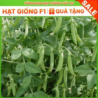 Hạt giống Đậu Hà Lan siêu quả ăn rất ngon, dễ trồng