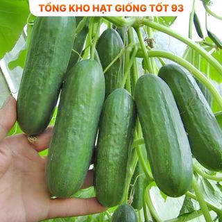 Hạt giống dưa chuột chùm năng suất cao Hàng công ty loại 1