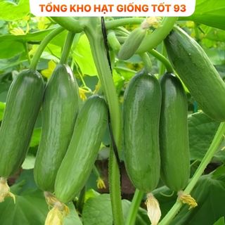 Hạt giống dưa chuột chùm năng suất cao Hàng công ty loại 1