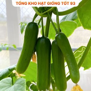 Hạt giống dưa chuột chùm năng suất cao Hàng công ty loại 1
