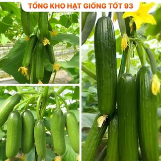 Hạt giống dưa chuột chùm năng suất cao Hàng công ty loại 1