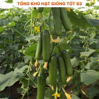 Hạt giống dưa chuột chùm năng suất cao Hàng công ty loại 1