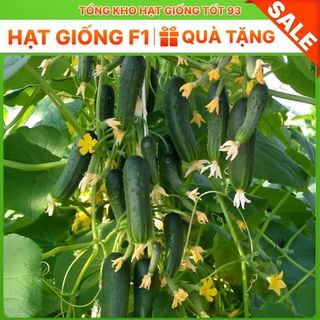 Hạt giống dưa chuột chùm năng suất cao Hàng công ty loại 1