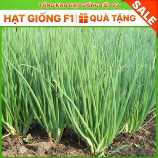 Hạt giống hành lá chịu nhiệt năng suất cao hàng công ty F1