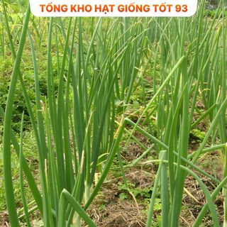 Hạt giống Hành Hương  năng suất cao hàng công ty Loại 1