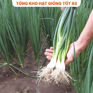 Hạt giống Hành Hương  năng suất cao hàng công ty Loại 1